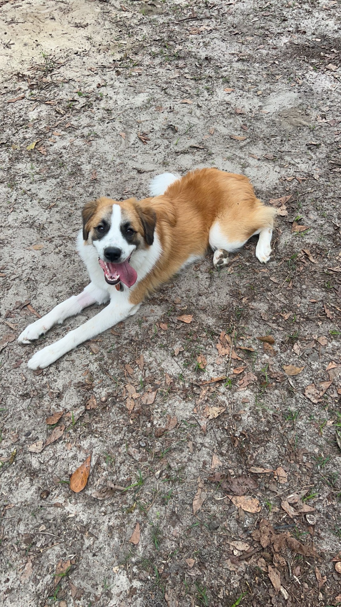 Sherman, the Bell family dog who inspired North Florida Thermal Search & Recovery